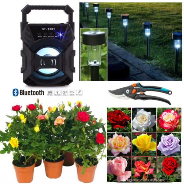 Trandafiri infloriti in ghivece, Parfumati, Olanda 5 buc + Boxa Portabila Cu Bluetooth + Foarfeca Gradina + Set 4 Lampi cu incarcare Solara!
