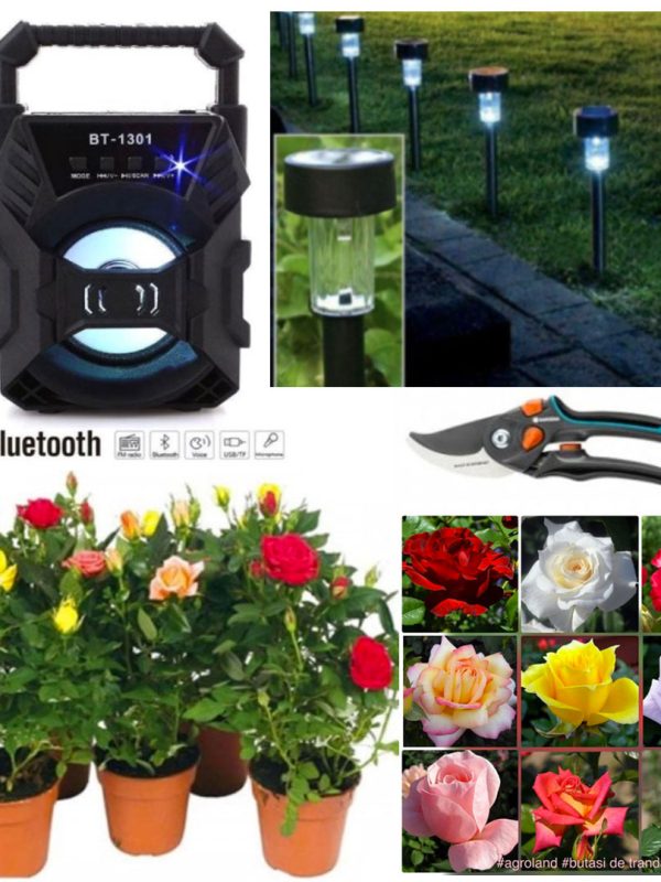 Trandafiri infloriti in ghivece, Parfumati, Olanda 5 buc + Boxa Portabila Cu Bluetooth + Foarfeca Gradina + Set 4 Lampi cu incarcare Solara!