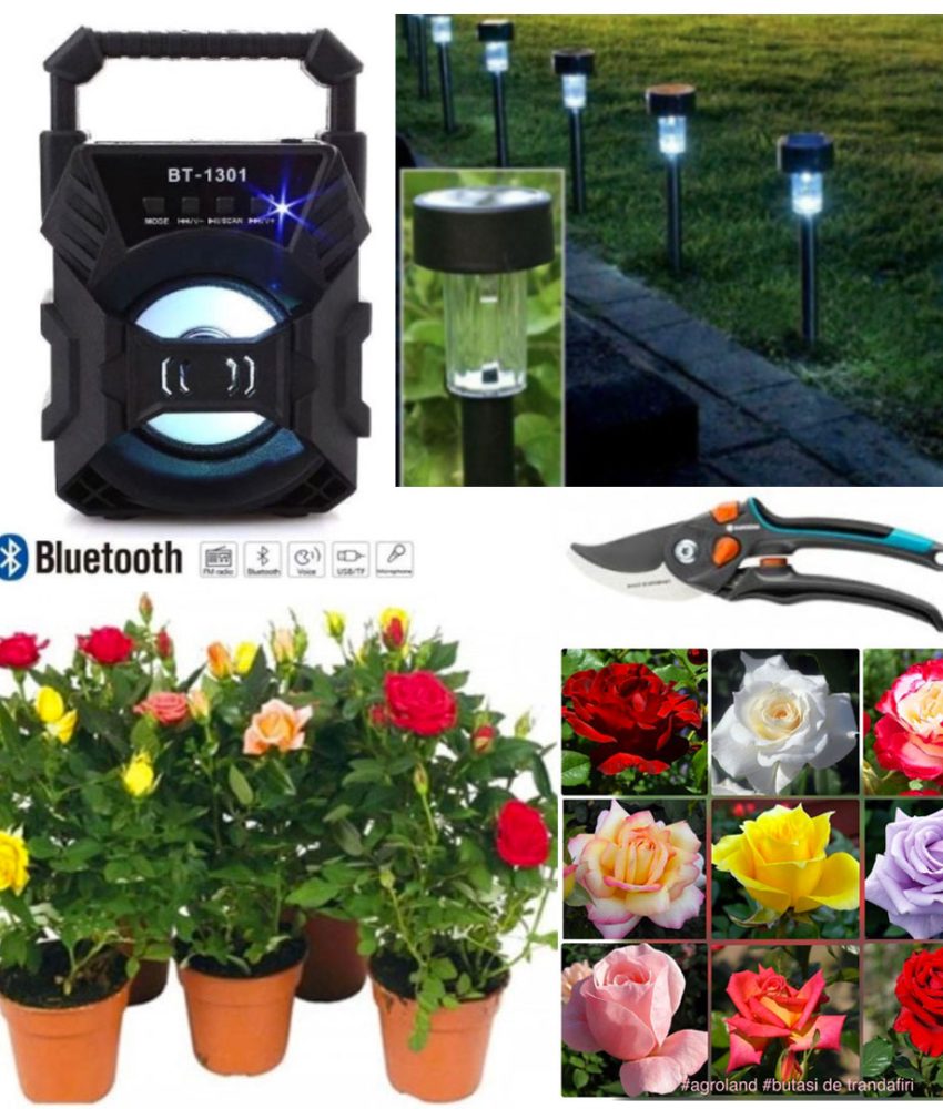 Trandafiri infloriti in ghivece, Parfumati, Olanda 5 buc + Boxa Portabila Cu Bluetooth + Foarfeca Gradina + Set 4 Lampi cu incarcare Solara!