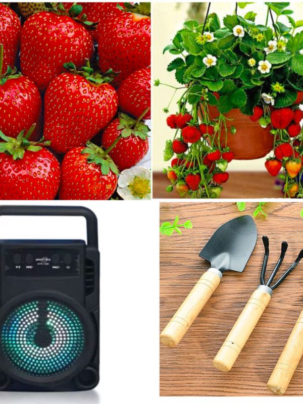 Capsuni in ghivece, pentru balcon sau gradina 6 buc + Set 3 unelte de gradinarit + Cadou Boxa Portabila cu Bluetooth