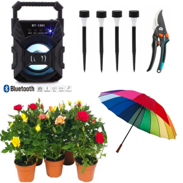 Trandafiri infloriti in ghivece, 5 fire + Foarfeca Gradina Otel Carbon + 4 Lampi led cu incarcare solara + Cadou Boxa bluetooth + Umbrela de ploaie
