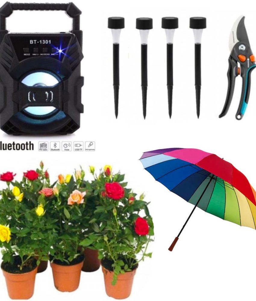 Trandafiri infloriti in ghivece, 5 fire + Foarfeca Gradina Otel Carbon + 4 Lampi led cu incarcare solara + Cadou Boxa bluetooth + Umbrela de ploaie