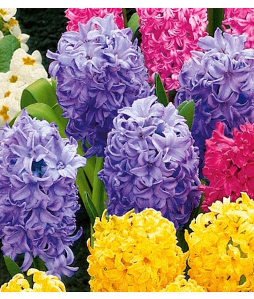 Flori de primavara cu bulbi 12 buc: 6 bulbi Zambile + 3 Narcise + 3 trandafiri + Foarfeca gradina + Set 3 ustensile gradina