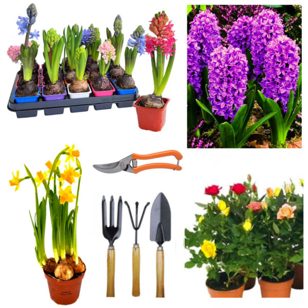 Flori de primavara cu bulbi 12 buc: 6 bulbi Zambile + 3 Narcise + 3 trandafiri + Foarfeca gradina + Set 3 ustensile gradina