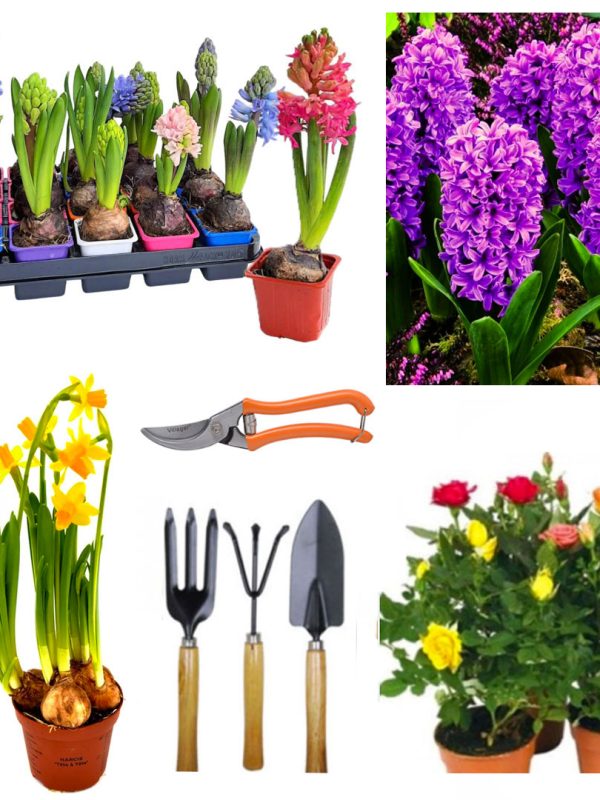 Flori de primavara cu bulbi 12 buc: 6 bulbi Zambile + 3 Narcise + 3 trandafiri + Foarfeca gradina + Set 3 ustensile gradina