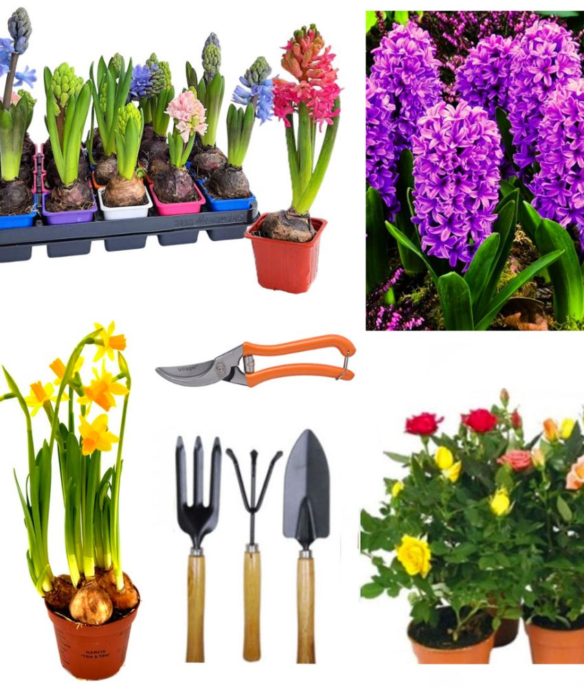 Flori de primavara cu bulbi 12 buc: 6 bulbi Zambile + 3 Narcise + 3 trandafiri + Foarfeca gradina + Set 3 ustensile gradina