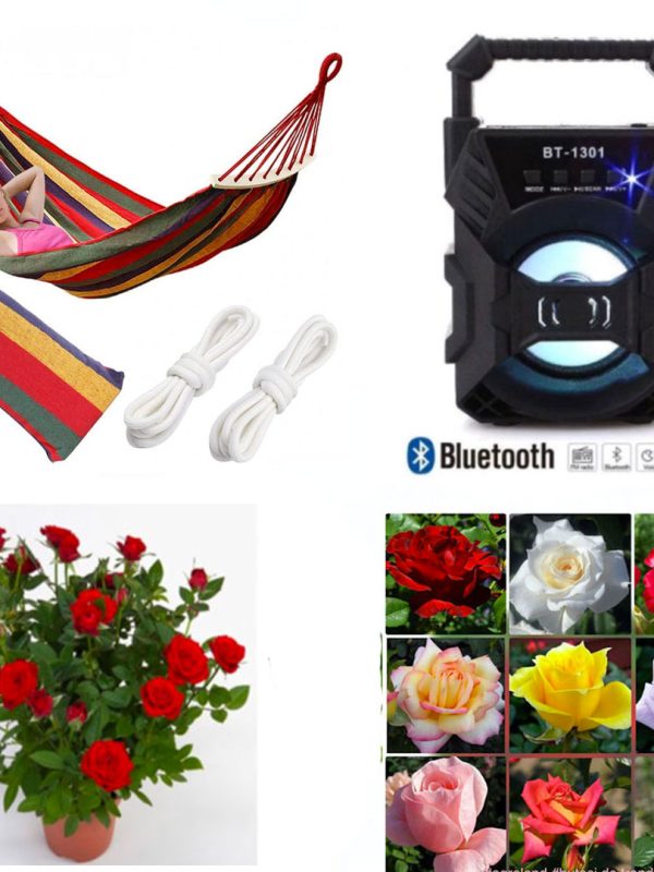 Trandafiri Rosa diverse culori, 4 buc + Hamac poliester/bumbac, multicolor, 80/200 cm + Boxa bluetooth Cadou!