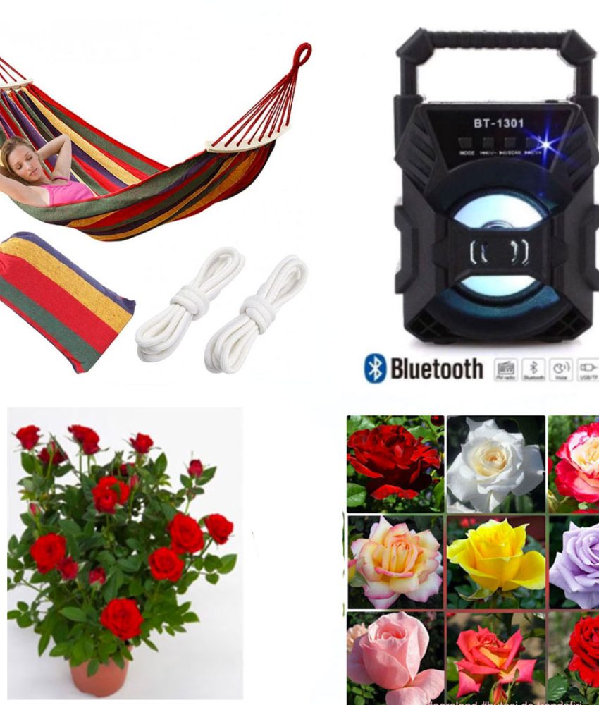 Trandafiri Rosa diverse culori, 4 buc + Hamac poliester/bumbac, multicolor, 80/200 cm + Boxa bluetooth Cadou!