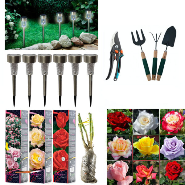 Butasi trandafiri altoiti, diverse specii, culori, 4 buc + Set 6 lampi led cu incarcare solara + Foarfeca gradina + Set 3 ustensile gradina