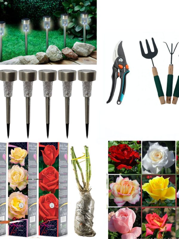 Butasi trandafiri altoiti, diverse specii, culori, 4 buc + Set 6 lampi led cu incarcare solara + Foarfeca gradina + Set 3 ustensile gradina
