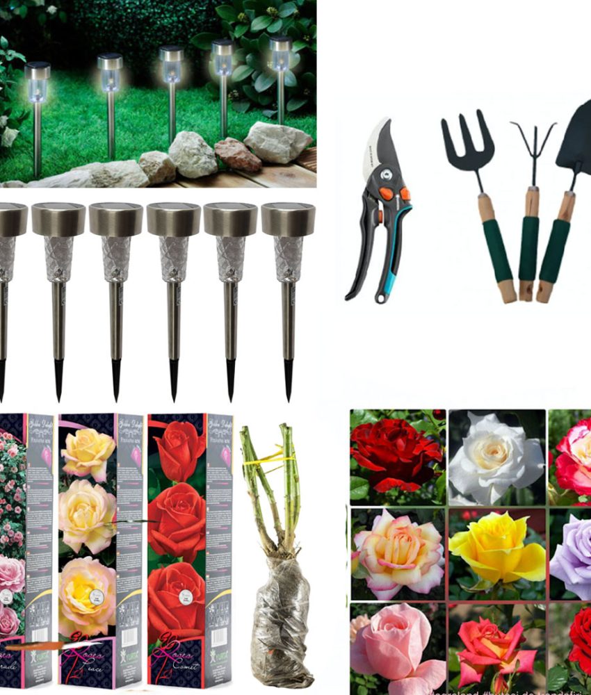 Butasi trandafiri altoiti, diverse specii, culori, 4 buc + Set 6 lampi led cu incarcare solara + Foarfeca gradina + Set 3 ustensile gradina