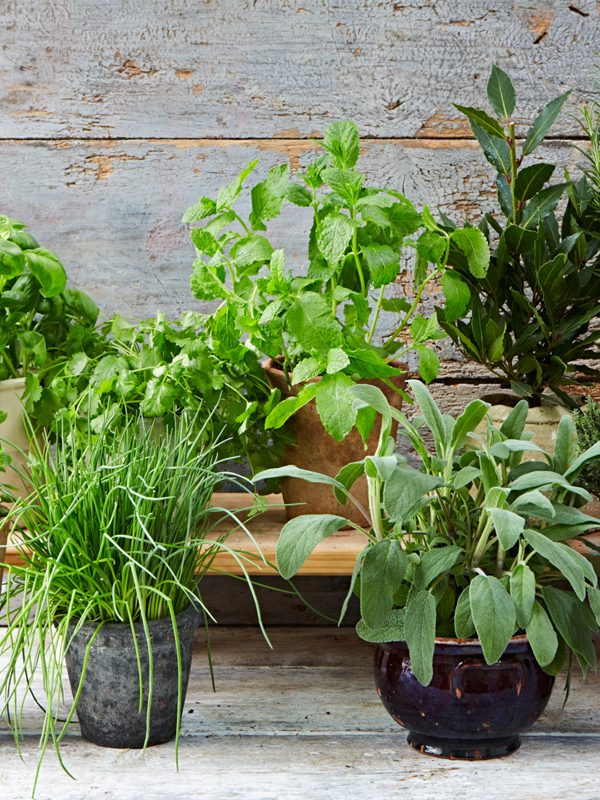 Pachet mixt 6 plante aromatice in ghivece + Un sac de pamant universal Cadou