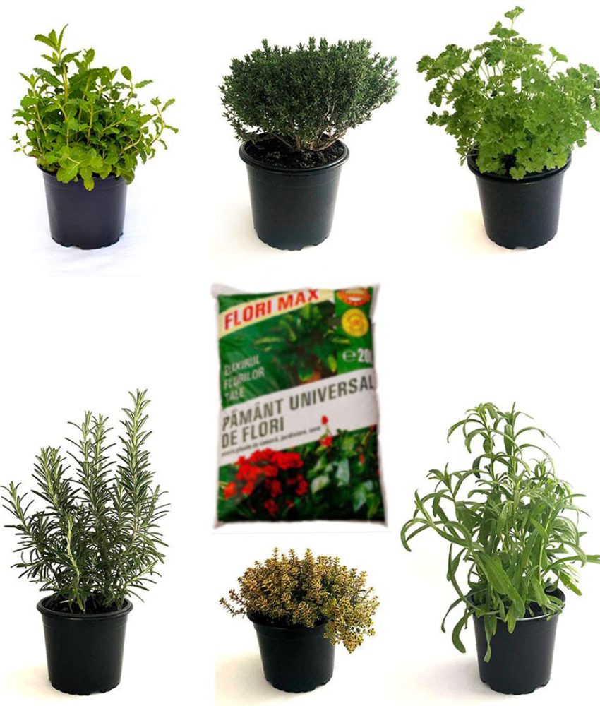 Pachet mixt 6 plante aromatice in ghivece + Un sac de pamant universal Cadou