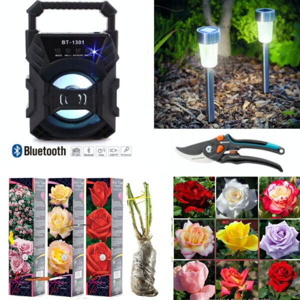 Butasi trandafiri altoiti, diverse specii, culori, 4 buc + 2 Lampi led solare IP44 + Foarfeca gradina + Cadou Boxa portabila bluetooth