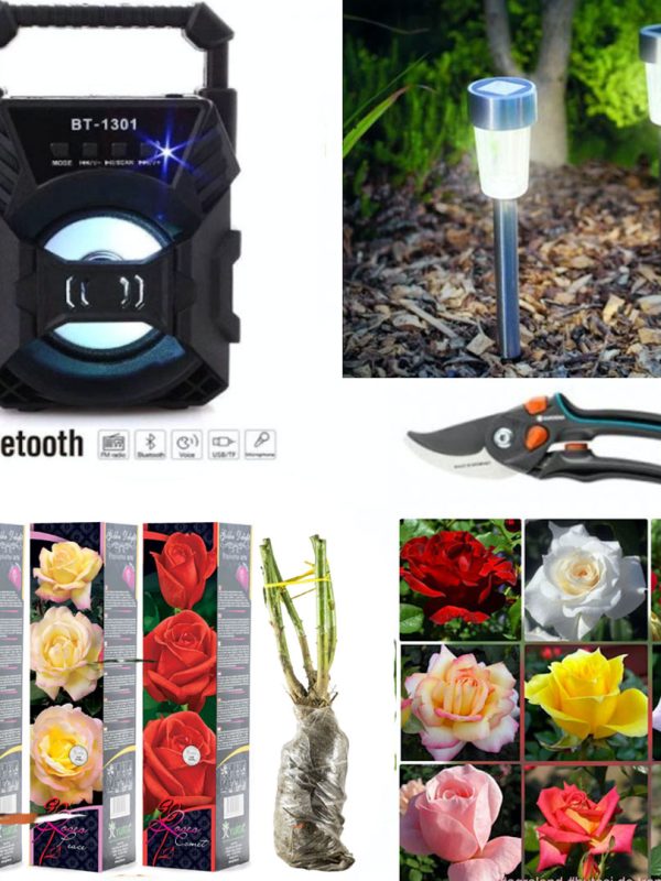 Butasi trandafiri altoiti, diverse specii, culori, 4 buc + 2 Lampi led solare IP44 + Foarfeca gradina + Cadou Boxa portabila bluetooth