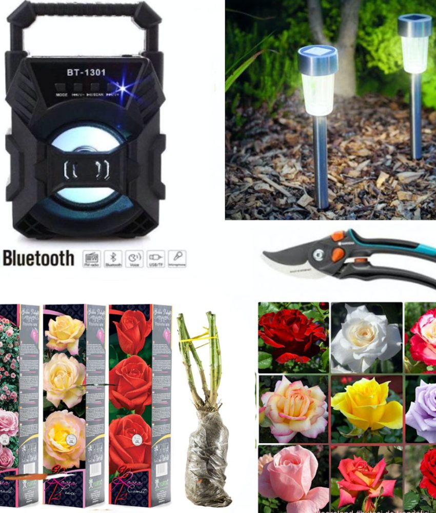 Butasi trandafiri altoiti, diverse specii, culori, 4 buc + 2 Lampi led solare IP44 + Foarfeca gradina + Cadou Boxa portabila bluetooth