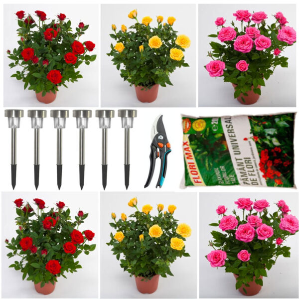Trandafiri frantuzesti parfumati, infloriti, 6 fire, in ghivece + Set 6 Lampi led cu incarcare solara, 30x4,5cm + 1 Sac pamant flori universal + Foarfeca gradina Cadou!
