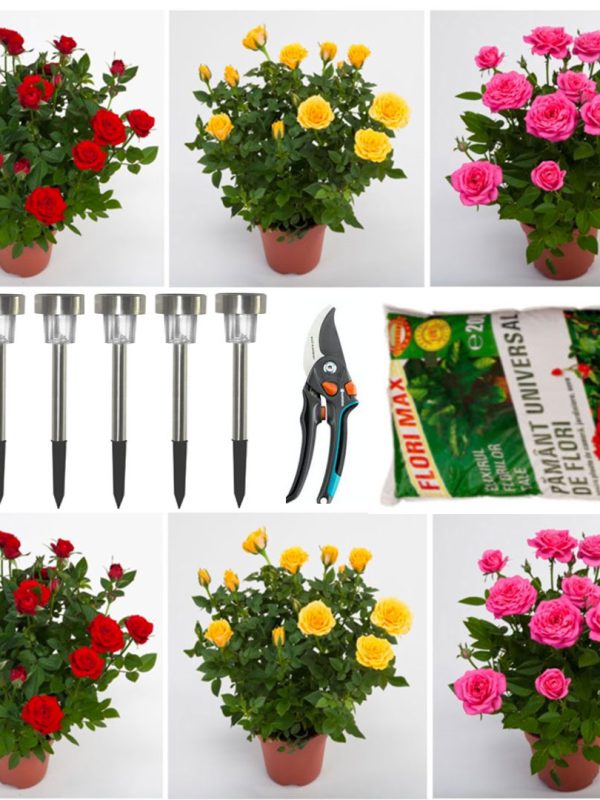 Trandafiri frantuzesti parfumati, infloriti, 6 fire, in ghivece + Set 6 Lampi led cu incarcare solara, 30x4,5cm + 1 Sac pamant flori universal + Foarfeca gradina Cadou!