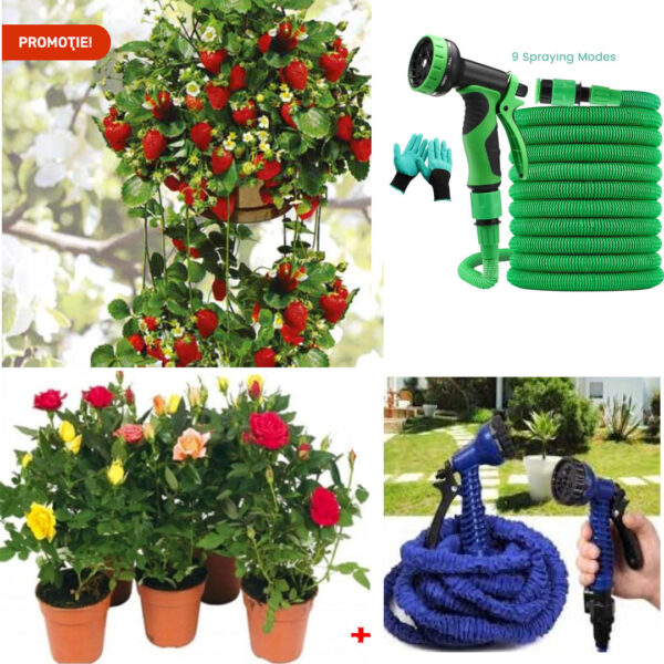 Capsuni in ghivece 5 buc + Trandafiri infloriti Eden Rose 3 buc + Furtun Gradina extensibil Magic Hose, Pistol de stropit 9 functii