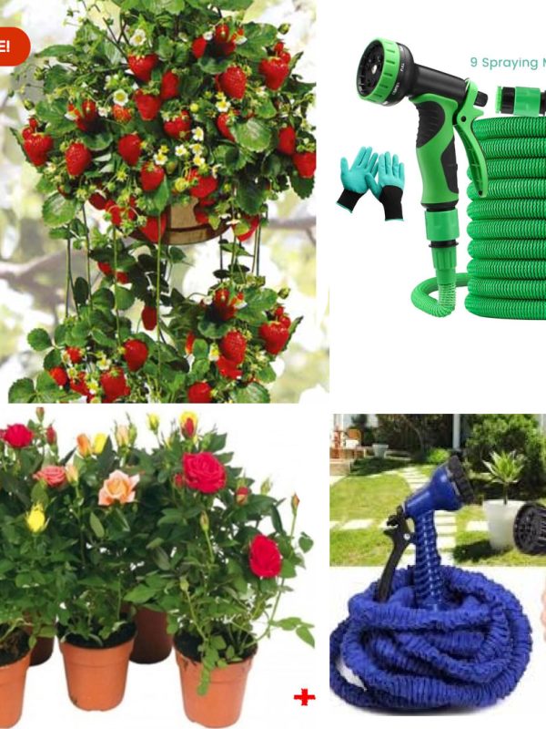 Capsuni in ghivece 5 buc + Trandafiri infloriti Eden Rose 3 buc + Furtun Gradina extensibil Magic Hose, Pistol de stropit 9 functii