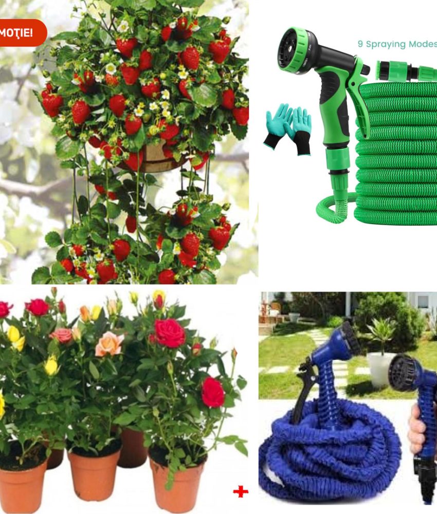 Capsuni in ghivece 5 buc + Trandafiri infloriti Eden Rose 3 buc + Furtun Gradina extensibil Magic Hose, Pistol de stropit 9 functii