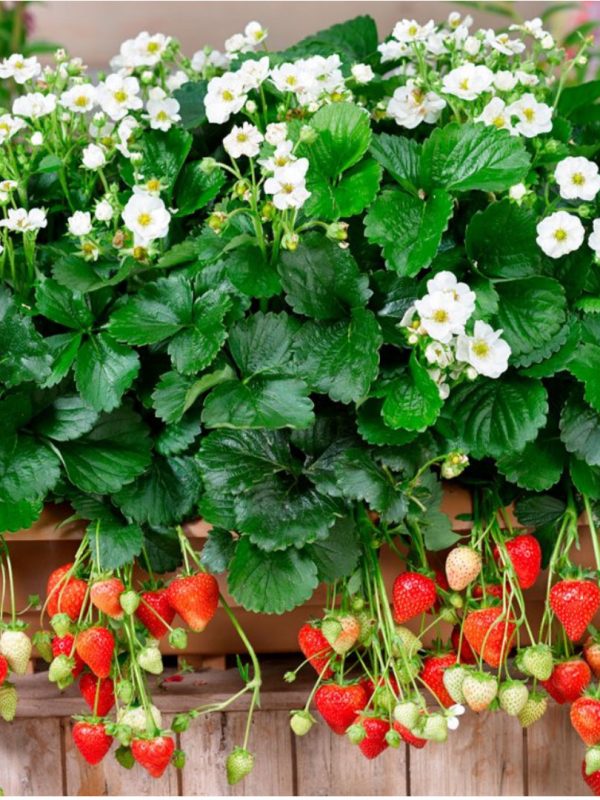 Capsuni Summer Breeze in ghivece 6 buc