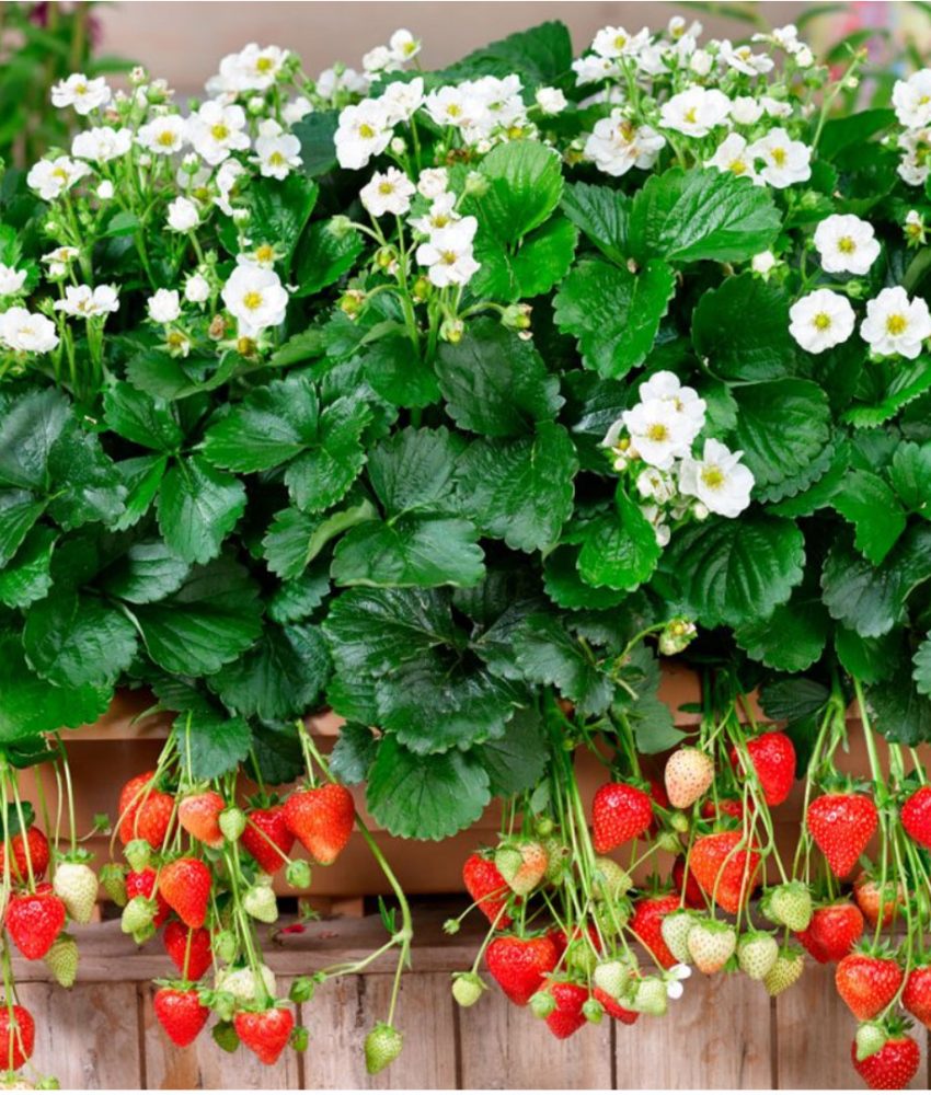 Capsuni Summer Breeze in ghivece 6 buc