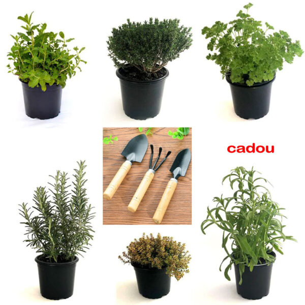 Plante aromatice in ghivece, mixt, 6 buc, pentru interior sau gradina + Cadou set 3 ustensile de gradinarit
