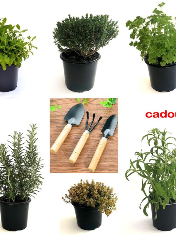 Plante aromatice in ghivece, mixt, 6 buc, pentru interior sau gradina + Cadou set 3 ustensile de gradinarit