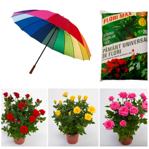Pachet Mixt 8 produse gradina: 6 Trandafiri parfumati diferite soiuri/culori, in ghivece + Umbrela Rainbow/Neagra diametru 1m + Cadou 1 sac pamant flori!