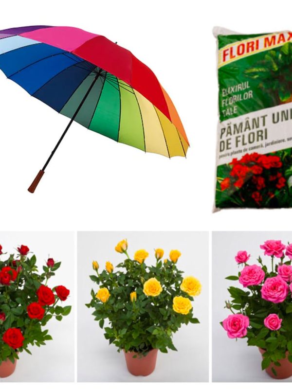 Pachet Mixt 8 produse gradina: 6 Trandafiri parfumati diferite soiuri/culori, in ghivece + Umbrela Rainbow/Neagra diametru 1m + Cadou 1 sac pamant flori!