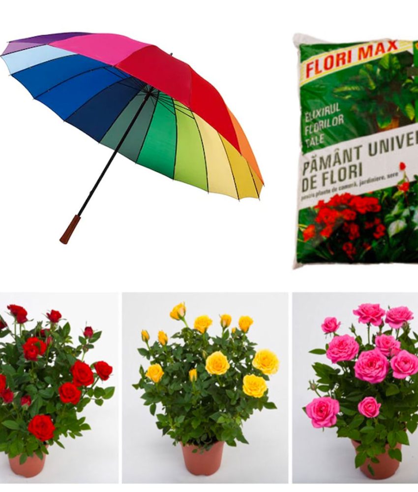 Pachet Mixt 8 produse gradina: 6 Trandafiri parfumati diferite soiuri/culori, in ghivece + Umbrela Rainbow/Neagra diametru 1m + Cadou 1 sac pamant flori!