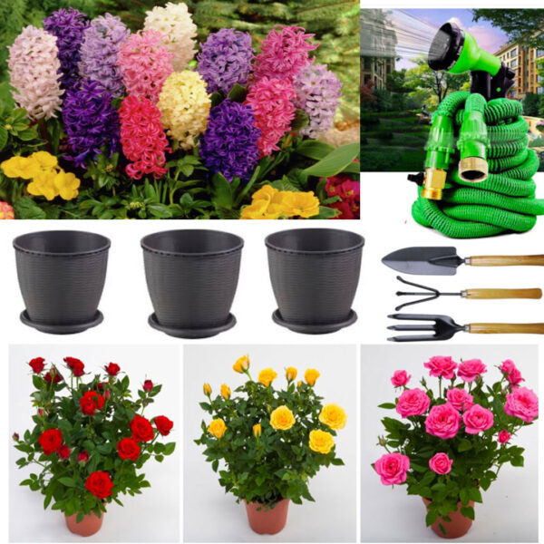 Set Mixt Flori DELUXE: 4 Trandafiri Frantuzesti in ghivece + 3 bulbi Zambile, inflorite + Furtun extensibil Magic Hose 22,5m + Set 3 Ustensile gradina