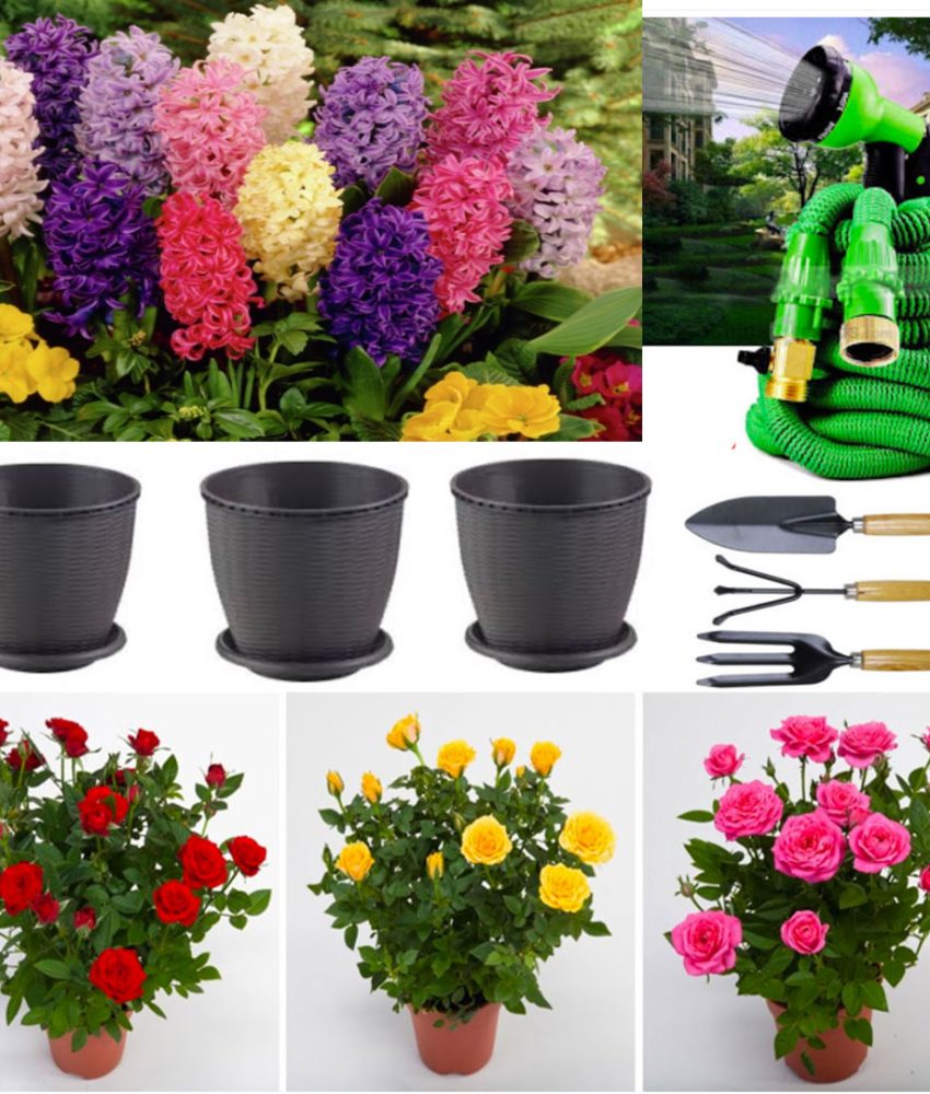 Set Mixt Flori DELUXE: 4 Trandafiri Frantuzesti in ghivece + 3 bulbi Zambile, inflorite + Furtun extensibil Magic Hose 22,5m + Set 3 Ustensile gradina