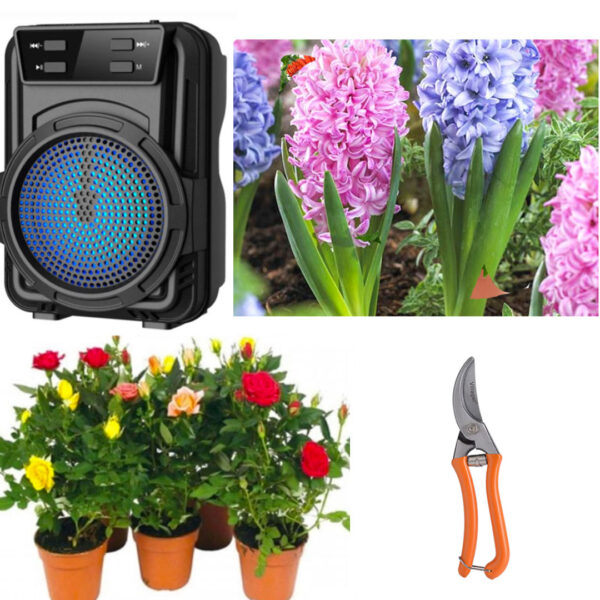 Decoreaza-ti gradina cu Pachet mixt flori: 4 Trandafiri Parfumati DELUXE, in ghivece + 3 Zambile bulbi + Foarfeca + CADOU Boxa Portabila Bluetooth