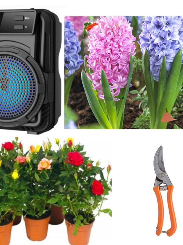Decoreaza-ti gradina cu Pachet mixt flori: 4 Trandafiri Parfumati DELUXE, in ghivece + 3 Zambile bulbi + Foarfeca + CADOU Boxa Portabila Bluetooth