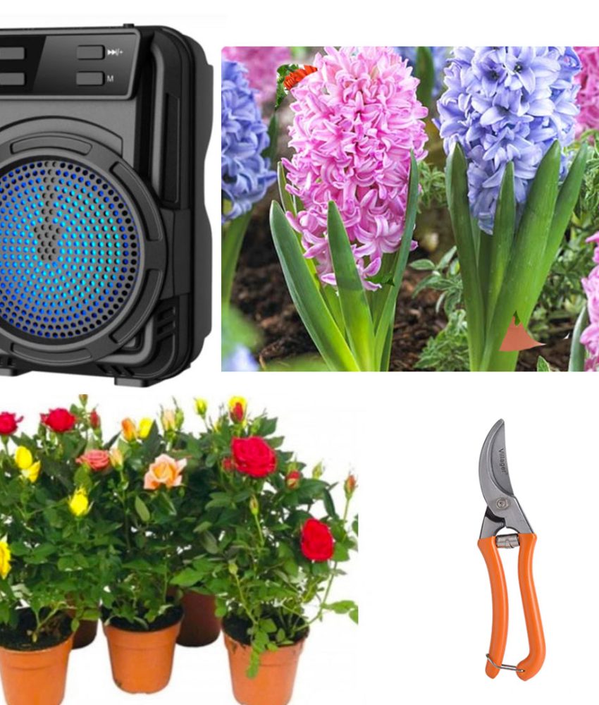 Decoreaza-ti gradina cu Pachet mixt flori: 4 Trandafiri Parfumati DELUXE, in ghivece + 3 Zambile bulbi + Foarfeca + CADOU Boxa Portabila Bluetooth